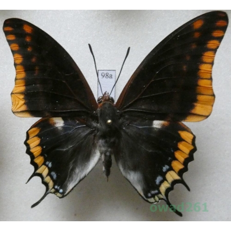 Charaxes jasius (Linnaeus, 1767) male Croatia 59mm98a